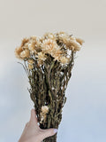 Dried Helichrysum Cream