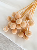 Dried Craspedia - Billy Buttons