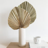Natural Large Palm Leaves