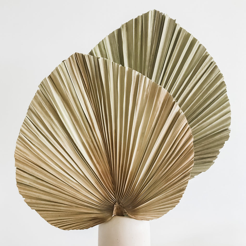 Natural Large Palm Leaves