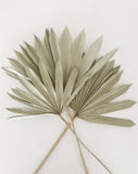 Natural Sun Palm Leaves