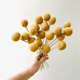 Yellow Dried Craspedia - Billy Buttons