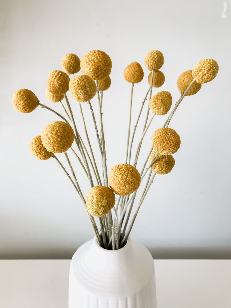 Yellow Dried Craspedia - Billy Buttons