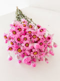 Dried White & Wholesale Preserved Pink Daisies