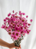 Dried White & Wholesale Preserved Pink Daisies