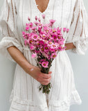 Dried White & Wholesale Preserved Pink Daisies