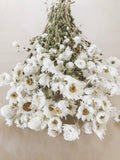 Dried White Daisies, Natural Home Decor, Dried Flowers, DIY flowers, Florals for Vase