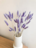 Bunny Tails Grass - Lagurus Ovatus