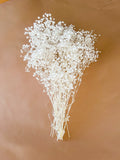 White & Natural Preserved Baby's Breath - Gypsophila