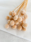 Dried Craspedia - Billy Buttons